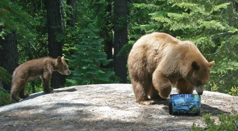 Bear Vault Food Container