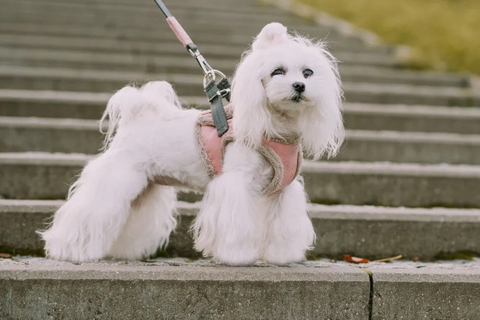 Bowl and Bone Yeti Rose Dog Harness